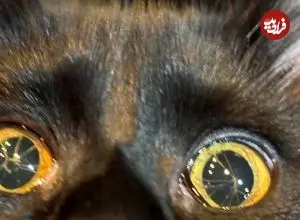 تصاویر؛ گربه ای با چشم های شکسته!