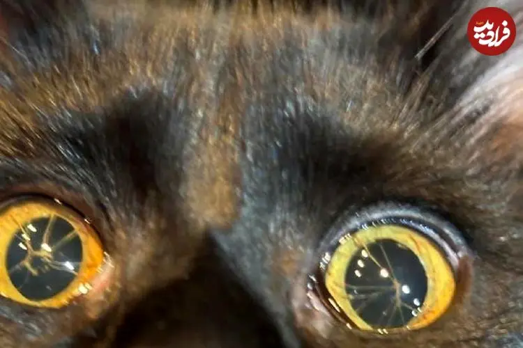 تصاویر؛ گربه ای با چشم های شکسته!