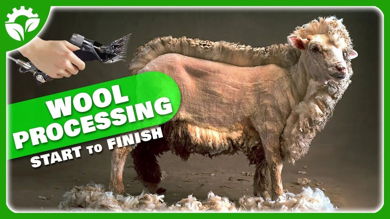 (ویدئو) نحوه برش زدن پشم صد هزار گوسفند؛ فرآوری دیدنی پشم در یک کارخانه اروپایی