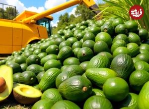 ببینید؛ نگاهی به مراحل کاشت، برداشت و فرآوری صدها تن آووکادو در مزارع آمریکا