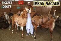 (ویدئو) بینید پاکستانی ها چگونه بزرگترین بزهای-جهان را پرورش می دهند