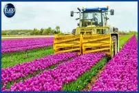 ببینید| چگونه میلیاردها گل لاله در هلند پرورش داده می شود؟