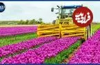 ببینید| چگونه میلیاردها گل لاله در هلند پرورش داده می شود؟