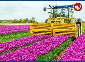 ببینید| چگونه میلیاردها گل لاله در هلند پرورش داده می شود؟