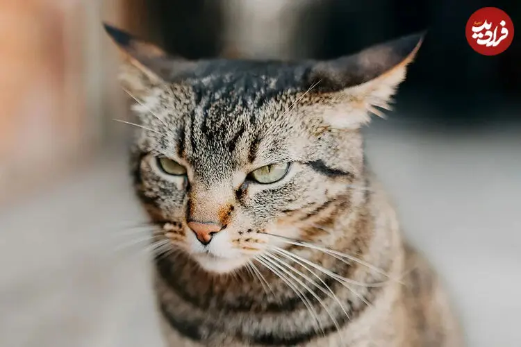 هشدار پژوهشگران: کاربران اینترنت نشانه‌های رنج گربه‌ها را با بامزه بودن اشتباه می‌گیرند