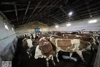 ببینید | حمله گاوها به فروشنده لوازم خانگی
