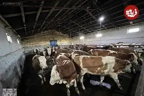 ببینید | حمله گاوها به فروشنده لوازم خانگی