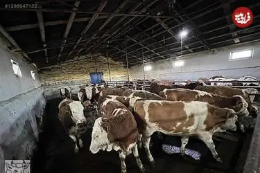 ببینید | حمله گاوها به فروشنده لوازم خانگی