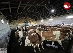 ببینید | حمله گاوها به فروشنده لوازم خانگی