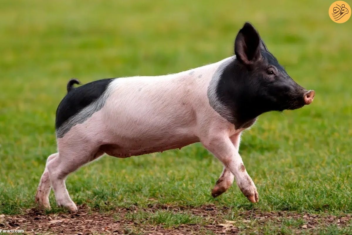 (ویدئو) امکان تماشای گونه کمیاب «خوک پاندا» در یک هتل لوکس