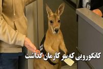 ببینید؛ کانگوروی بلیط به دست و ویدئوهای جعلی هوش مصنوعی که جهان را فریب داد 