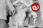عکس؛ سفر به تاریخ؛ ژست کودک ایرانی دوران قاجار «در میان پاهای الاغ»