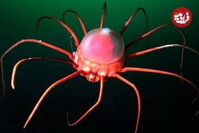 ببینید| 10 گونه دریایی واقعی که انگار از فیلم های علمی تخیلی بیرون آمده اند