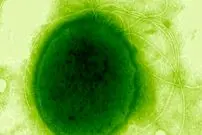 مقاومت زیستی شگفت‌انگیز | میکروبی که می‌تواند دزهای مرگبار تشعشع اتمی را تحمل کند