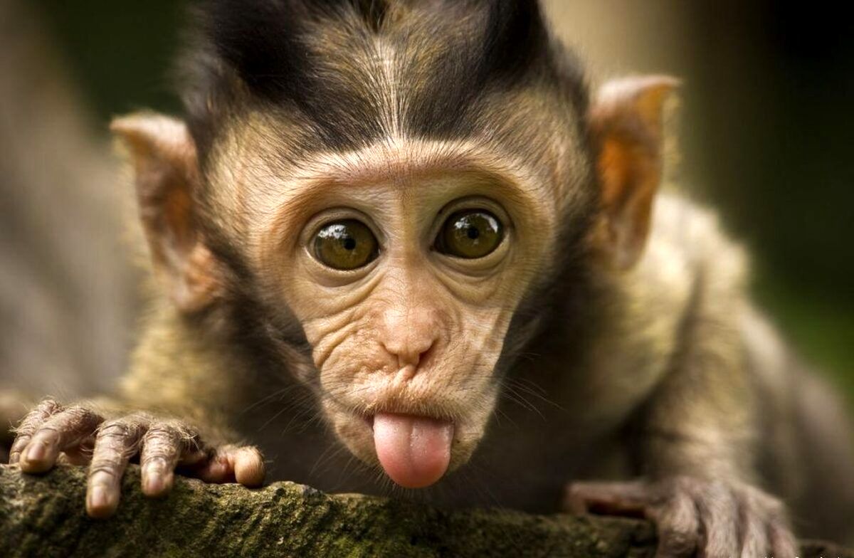 (ویدیو) شگرد جدید میمون های بالی برای سیرکردن شکم؛ تبادل موبایل غنیمت گرفته شده با خوراکی