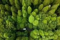 کدام کشور در جهان بیشترین وسعت «جنگل» را دارد؟ 