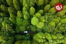 کدام کشور در جهان بیشترین وسعت «جنگل» را دارد؟ 