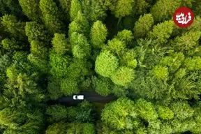 کدام کشور در جهان بیشترین وسعت «جنگل» را دارد؟ 