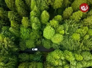 کدام کشور در جهان بیشترین وسعت «جنگل» را دارد؟ 