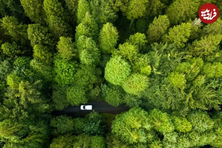 کدام کشور در جهان بیشترین وسعت «جنگل» را دارد؟ 