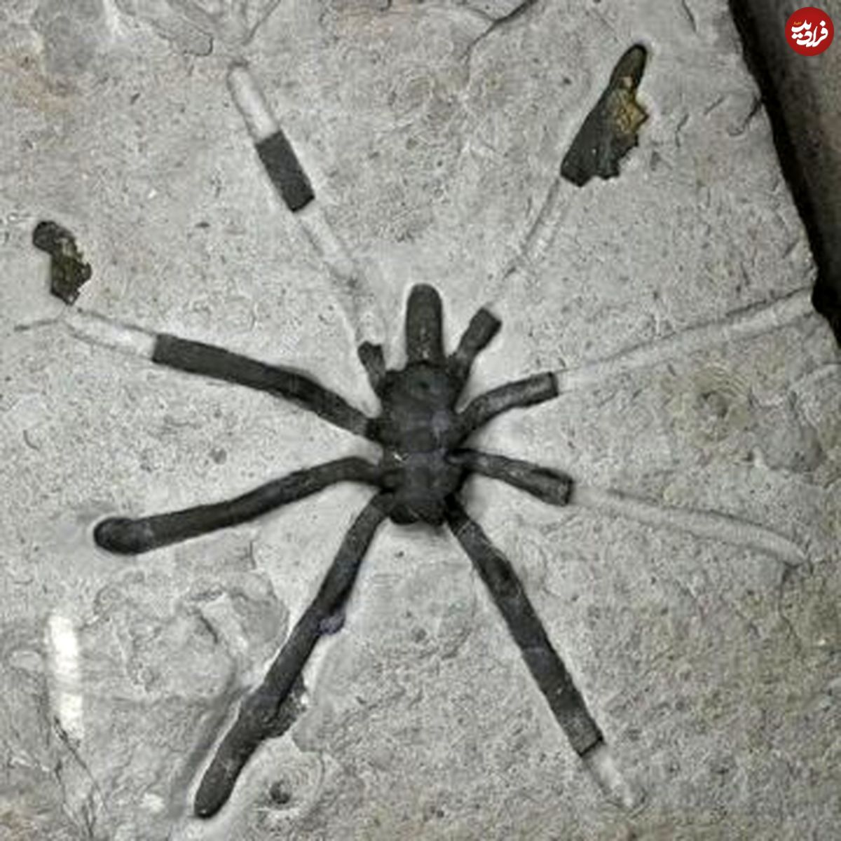 (عکس) عنکبوت‌های غول‌پیکر ۱۶۰میلیون سال پیش این شکلی بوده‌اند