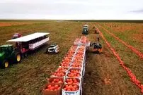 (ویدئو) روند حیرت انگیز کاشت و برداشت هزاران تن کدو تنبل در آمریکا
