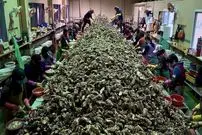 ببینید| چگونه روزانه 10 تن صدف در کارخانه های کره جنوبی فرآوری می شود؟