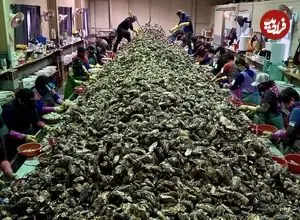 ببینید| چگونه روزانه 10 تن صدف در کارخانه های کره جنوبی فرآوری می شود؟