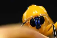 تصاویر| گونه کمیاب بید ببری با ترکیب رنگی متمایز 