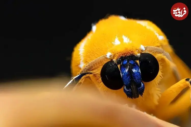 تصاویر| گونه کمیاب بید ببری با ترکیب رنگی متمایز 