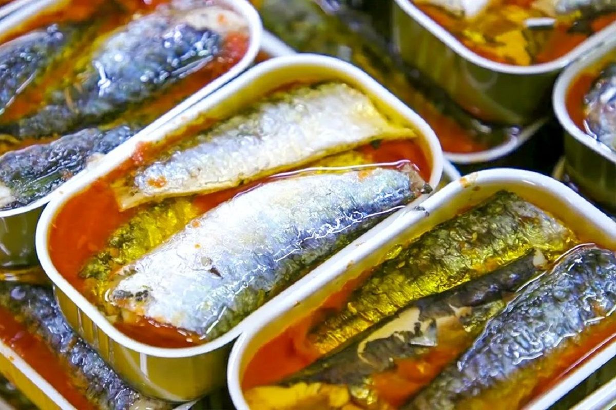 (ویدئو) صید ماهی ساردین؛ فرایند تهیه کنسرو ماهی ساردین در یک کارخانه مدرن
