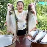 ببینید| غذای روستایی در کامبوج؛ پخت دو غذای سنتی با ماهی های بزرگ رودخانه ای