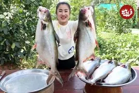 ببینید| غذای روستایی در کامبوج؛ پخت دو غذای سنتی با ماهی های بزرگ رودخانه ای