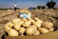قیمت جدید سیب زمینی اعلام شد؛ آغاز توزیع ذخایر سیب زمینی از ۲ روز گذشته