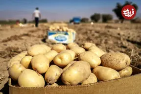 قیمت جدید سیب زمینی اعلام شد؛ آغاز توزیع ذخایر سیب زمینی از ۲ روز گذشته