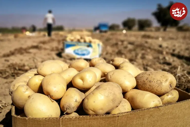 قیمت جدید سیب زمینی اعلام شد؛ آغاز توزیع ذخایر سیب زمینی از ۲ روز گذشته