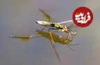حشرات در اقیانوس‌ها زندگی نمی‌کنند و هنوز هیچ‌کس نمی‌داند چرا