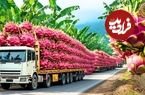 ببینید؛ چگونه کشاورزان ویتنامی به شکل انبوه دراگون فروت برداشت می کنند؟