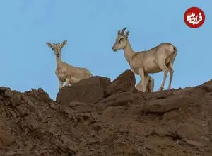 ببینید| نمایی نزدیک از قوچ‌های صخره‌ای بستان