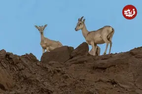 ببینید| نمایی نزدیک از قوچ‌های صخره‌ای بستان