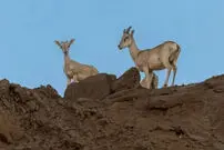 ببینید| نمایی نزدیک از قوچ‌های صخره‌ای بستان