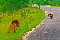 ببینید| توله کفتار مستقیم به سمت شیر گرسنه رفت!