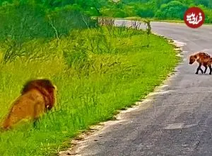 ببینید| توله کفتار مستقیم به سمت شیر گرسنه رفت!