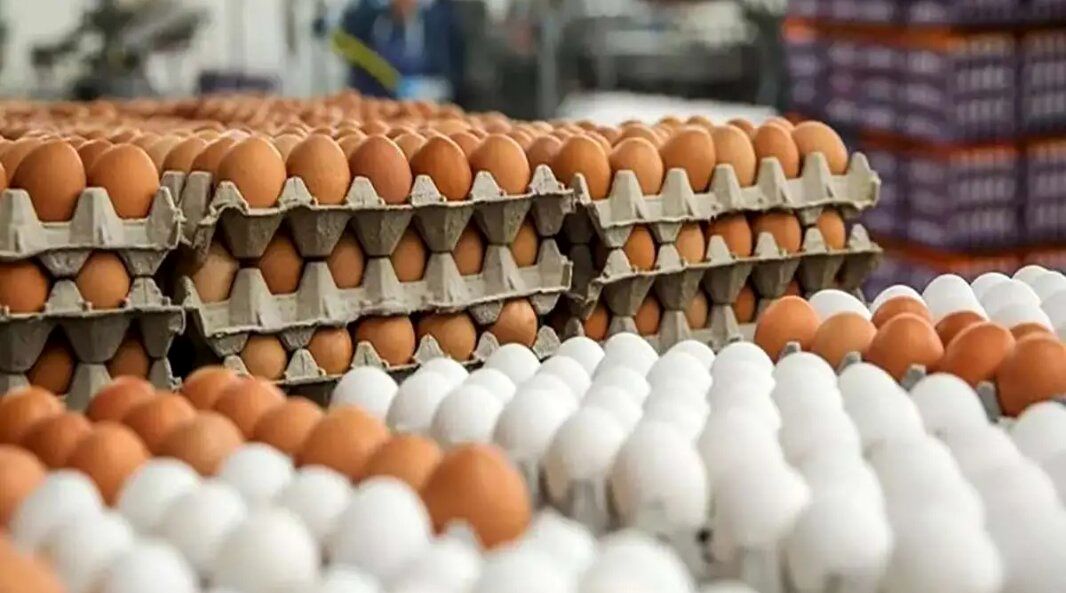 جدیدترین قیمت تخم مرغ در بازار ؛تخم مرغ شانه ای چند شد؟