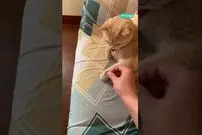 (ویدئو) این گربه استاد بازی شیر یا خط است!