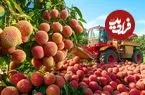 ببینید| مراحل دیدنی کاشت، برداشت و فرآوری هزاران تن لیچی در ویتنام