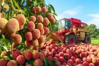 ببینید| مراحل دیدنی کاشت، برداشت و فرآوری هزاران تن لیچی در ویتنام