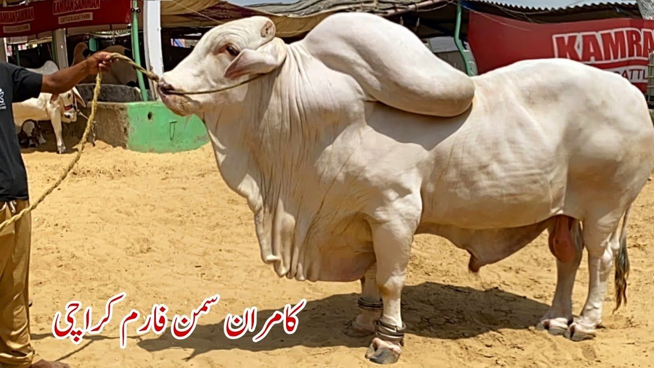 (ویدئو) این پیرمرد متخصص پرورش گاوهای غول پیکر در پاکستان است