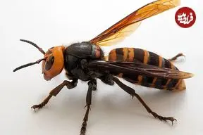 قورباغه‌هایی که کابوس زنبورهای قاتل هستند