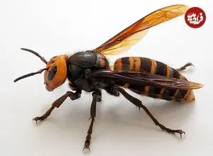 قورباغه‌هایی که کابوس زنبورهای قاتل هستند